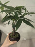 叹为观止18种吊兰任你选金边吊兰各种盆栽花卉客厅垂吊桌面植物净化空气 文竹【紫砂盆+底托+苔藓】 含盆 实拍图