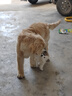 好主人狗粮 全犬种通用幼犬粮2.5kg泰迪金毛拉布拉多比熊天然粮5斤/20斤 全犬种幼犬粮5斤 实拍图