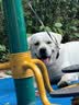 多尼斯（DOGNESS）狗狗牵引绳遛狗绳狗链子项圈中大型犬拉布拉多柴犬金毛边牧 红L 实拍图