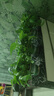 京东绿植绿萝盆栽除甲醛花卉绿植办公室新房净化空气180加仑4盆装源头直 实拍图