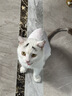 ERGOBABY宠物剃毛器狗狗猫咪推子电推剪脚毛修剪理发器全身推毛器用品白银 实拍图