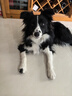 疯狂小狗狗粮小型犬幼犬成犬比熊柯基泰迪肉粒双拼粮去泪痕10kg20斤 实拍图