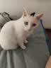 维利亚 豆腐猫砂除臭混合猫沙除味低尘吸水易结团 【混合猫砂】2.35kg*4袋 实拍图