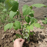 CHUANGSHIJI树莓苗双季树莓覆盆子树苗黄红树莓苗南方北方种植盆栽地栽果树苗 秋福双季【当年结果】 60cm(含)-69cm(含) 实拍图