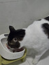 凯锐思猫粮7岁以上天然老年期猫粮全价猫粮1.5kg 实拍图