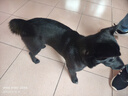 力狼（LILANG）狗粮幼犬粮 博美泰迪柯基金毛边牧全犬种中小型犬通用型狗粮 【1-12月| 鲜肉羊奶】幼犬专用粮4斤 实拍图