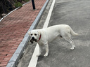 多尼斯（DOGNESS）狗狗牵引绳遛狗绳狗链子项圈中大型犬拉布拉多柴犬金毛边牧 红L 实拍图