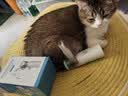 辉鹏猫鼻支雾化药猫咪杯状狗感冒肺炎喷嚏咳嗽窝咳宠物雾化液治疗套餐 （庆大+地米+氨茶碱）* 10支*1盒 宠物雾化药 实拍图