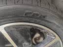 利奥玲珑汽车轮胎215/55R17 98W P88 适配凯美瑞/本田XR-V/长安CS35 实拍图