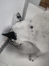 麦富迪狗粮 藻趣儿狗粮成犬粮牛肉螺旋藻 均衡营养7.5kg/15斤 实拍图