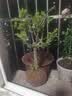 花竹恋长寿冠海棠盆栽盆景梅花树桩重瓣树苗红梅耐寒耐旱植物不含盆 6年长寿冠海棠当年开花 实拍图