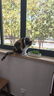 憨憨乐园猫草磨牙棒猫草棒猫咪幼猫零食鸡肉冻干排毛化毛球小猫条80g 实拍图