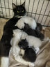 怡亲猫粮5斤全价猫干粮成幼猫去毛球英短蓝猫布偶室内猫通用猫粮2.5kg 【幼猫】 2.5kg 实拍图