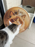 HELLOJOY猫抓板贴墙立式墙贴瓦楞纸耐抓耐磨不掉屑防猫抓垫沙发保护磨爪贴 实拍图