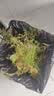 文竹小盆栽竹子新中式禅意茶室微景观室内办公室花卉绿植盆景植物 紫砂海纳文竹 实拍图