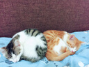 京东京造全价冻干双拼鱼肉猫粮10kg鱼肉味成猫幼猫 实拍图