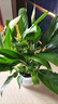年宵花【热销款】白掌一帆风顺盆栽水培植物绿植过年装饰摆件年货 【店主推荐】特级白掌6-8株带花+早安盆+营养液 实拍图