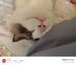 皇家幼猫猫粮 幼猫奶糕 K36 通用粮 4-12月 2KG 实拍图