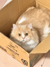 pidan混合猫砂 豆腐膨润土皮蛋猫砂除臭遮臭结团快经典款2.4kg*4包 实拍图