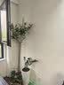 花财主天堂鸟盆栽办公室大型绿植客厅鸭脚木植物家用吸甲醛净化空气好养 柠檬树1.6-1.8m【编织盆】 实拍图
