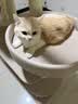 兽牌森林猫爬架大型猫树猫窝一体豪华剑麻猫架太空舱缅因大猫四季适用 森林Max 实拍图