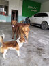 台派狗粮小中大型犬泰迪柯基金毛成幼犬通用型鸭肉梨狗粮20kg 实拍图