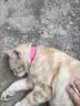 跳蚤圈猫圈狗圈除跳蚤项圈防虱子猫咪狗狗除蚤项圈宠物体外驱虫圈 进口品质-除蚤专用（猫圈） 宠物防虫跳蚤【1个装】 实拍图