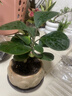 八芽盆栽小盼菩提树植物室内禅意盆景办公室桌面好养绿植源头直发包邮 莲花盆菩提（含紫砂托盘） 实拍图