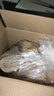 湾琴河面条 虾子面1500g 港式竹升面虾仔面云吞面挂面广东手工面外海面 实拍图