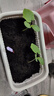 IAM City Farmer含羞草迷你盆栽幼儿园植物儿童种植小盆栽儿童diy观察套装10026 实拍图