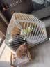 冠能猫粮室内成猫猫粮10kg 全价猫粮 添加膳食纤维 控制毛球 实拍图