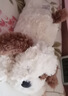 名创优品（MINISO）趴姿小号软趴趴小狗毛绒玩具玩偶公仔娃娃抱枕生日520礼物女 灰色 实拍图