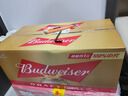 百威（Budweiser）经典纯生淡色拉格啤酒 500ml*18听整箱装 踏春送礼 实拍图