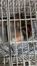 憨憨乐园伊丽莎白圈宠物耻辱圈狗狗猫咪猫头套项圈宠物脖套防咬圈用品2号 实拍图