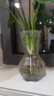 金隆兴玻璃透明花瓶摆件客厅插花轻奢高级感艺术水培水养玫瑰郁金香520 实拍图