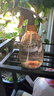 喷壶浇花浇水喷雾器气压式喷水壶家用园艺养花500ml 南瓜喷壶透蓝【1个装】 实拍图