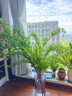 京东鲜花花瓶摆件防摔大号亚克力透明醒花桶落地插花富贵竹马醉木水养鲜花 实拍图