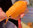 京鲜生 四川枇杷五星枇杷1kg 单果20-30g 新鲜水果 实拍图