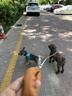 TRUELOVE狗狗牵引绳小型犬狗绳子遛狗绳背心式泰迪柯基宠物用品小狗胸背带 湖蓝色 M(胸围44-48cm)建议11-14斤选择 实拍图