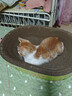 pidan猫砂 纯豆腐猫砂2.4kg*4包强力吸臭不易带出 可冲厕所非膨润土砂 实拍图