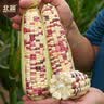 北蔬 玉米种子苗香甜糯自种苞米四季蔬菜种籽 彩甜糯6号玉米种子100g 实拍图