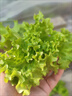 【亏本冲量】蔬菜种子四季播盆栽阳台庭院香菜生菜菠菜简单秋易种 玻璃生菜种子1包约1000粒 实拍图