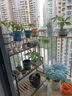 蜗家（WOJIA）蜗家阳台花架铁艺悬挂式花盆挂架栏杆绿萝花架护栏挂钩绿植架 实拍图