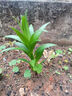 美菱（MeiLing）电风扇/落地扇【1级能效+直流变频+纯铜电机】大风量可升缩AI语音遥控铝叶触屏款MPF-DL16618ZR 实拍图