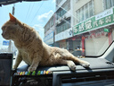 宠幸豆腐猫砂细砂快速结团除臭可溶可冲厕所猫沙猫咪用品低尘 原味豆腐猫砂2.5kg*8 实拍图