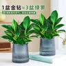 花翁金钻盆栽绿植物大盆绿萝除室内甲醛花卉水培办公净化空气源头直发 实拍图