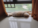 猫咪狗狗电动理发器宠物专用剪毛电动器剃毛器猫脚狗剃毛修剪器神器电推剪电动推子推毛器 【猫咪专用】LED灯剃脚毛器 实拍图