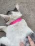 跳蚤圈猫圈狗圈除跳蚤项圈防虱子猫咪狗狗除蚤项圈宠物体外驱虫圈 进口品质-除蚤专用（猫圈） 宠物防虫跳蚤【1个装】 实拍图