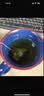 南同四海南京同仁堂菊苣栀子茶搭降效尿特茶痛风茶排高酸尿酸 实拍图