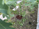 史丹利椰糠砖650g*3 椰土砖椰砖营养土脱盐花土耶砖种菜通用型 实拍图